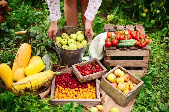 Manejo da irrigação influencia na doçura dos frutos