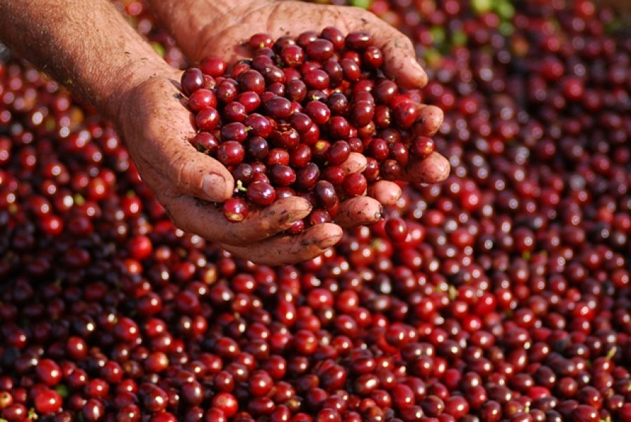 São Miguel do Guaporé foi o terceiro maior produtor de café do Brasil em 2021
