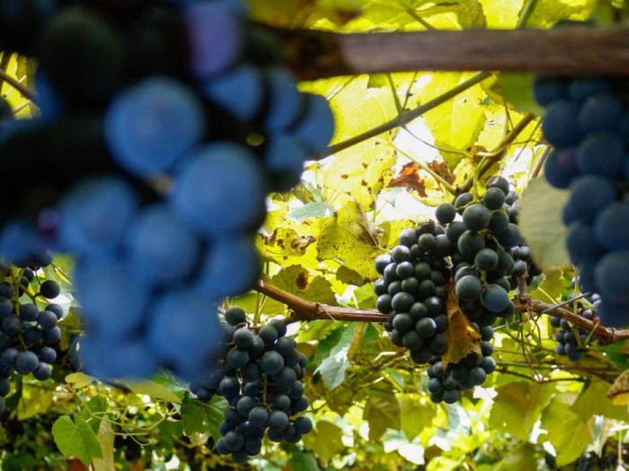 Vindima Goethe oferece experiência do processo da produção de vinho em Orleans durante o mês de janeiro