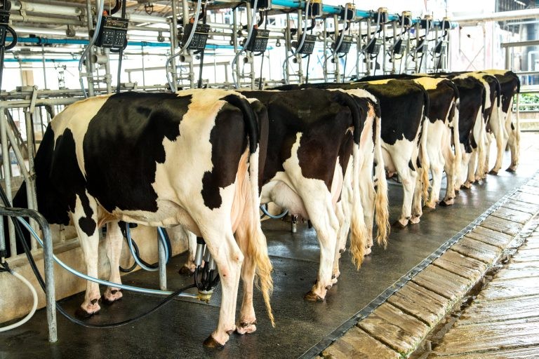 Comissão debate propostas que incentivam a pecuária leiteira
