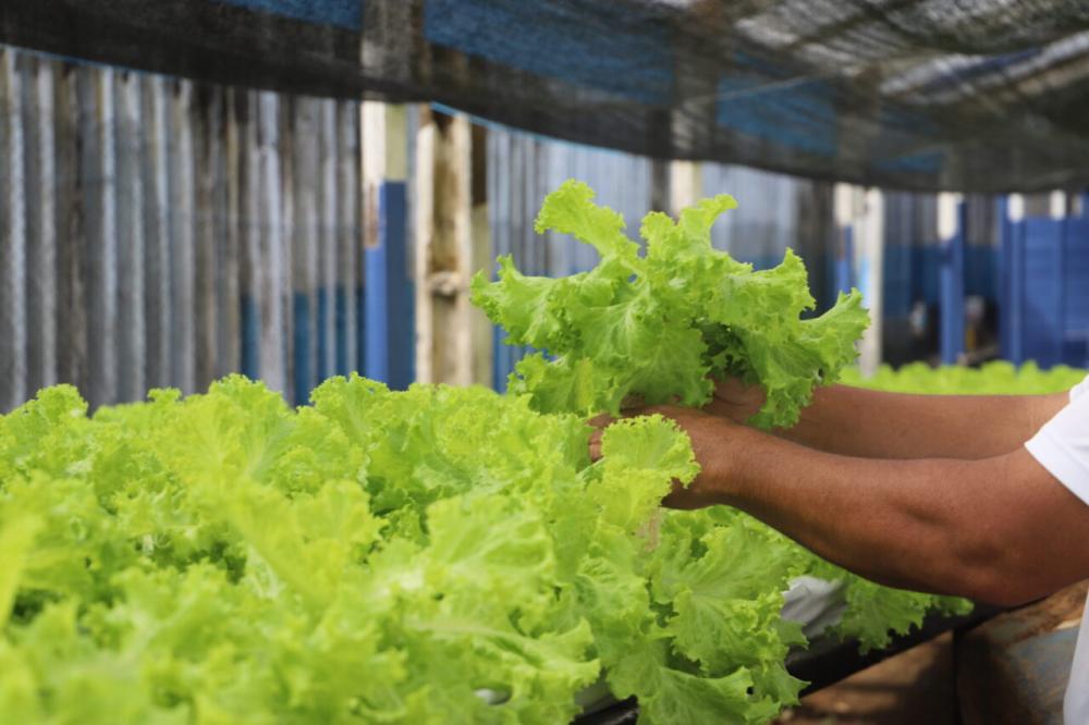 Produção orgânica de alface é cultivada por reeducandos, em Porto Velho