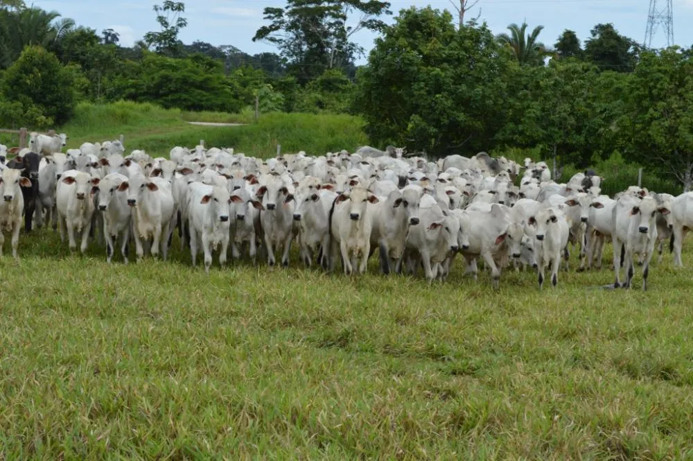 Pecuaristas devem estar atentos ao prazo para a declaração do rebanho que encerra nesta semana