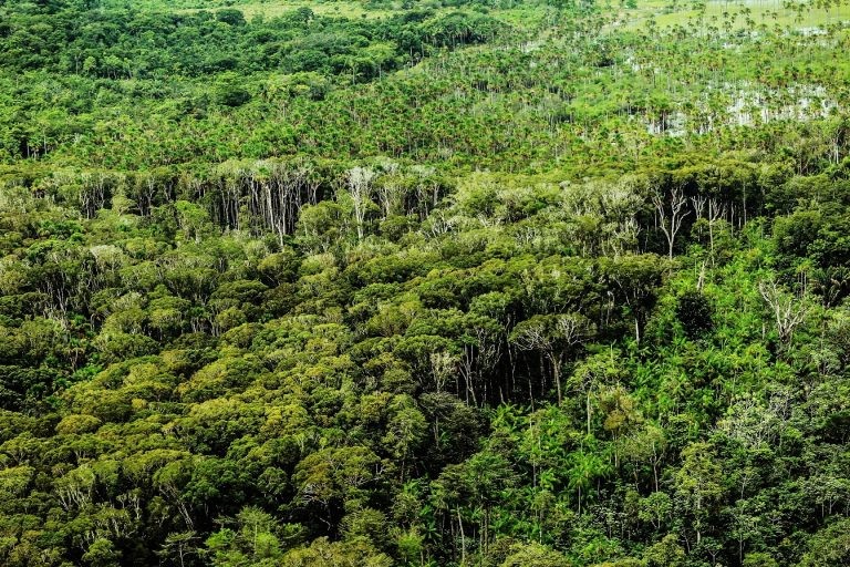 Medida provisória estimula mercado de créditos de carbono na gestão de florestas