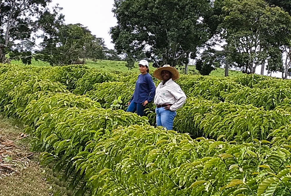 Produtor beneficiado com mudas de café do governo de RO apresenta resultados em Dia Especial do Café
