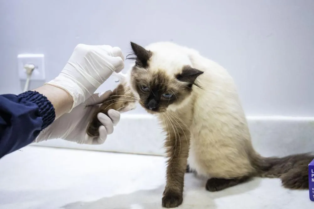 Parte dos serviços de bem-estar animal continua disponível; meta é retomar todos os atendimentos