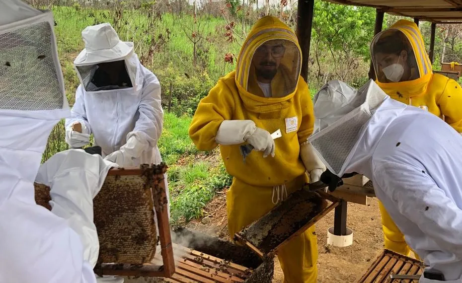 Mais de mil propriedades rurais produzem abelhas em Rondônia, aponta levantamento Idaron