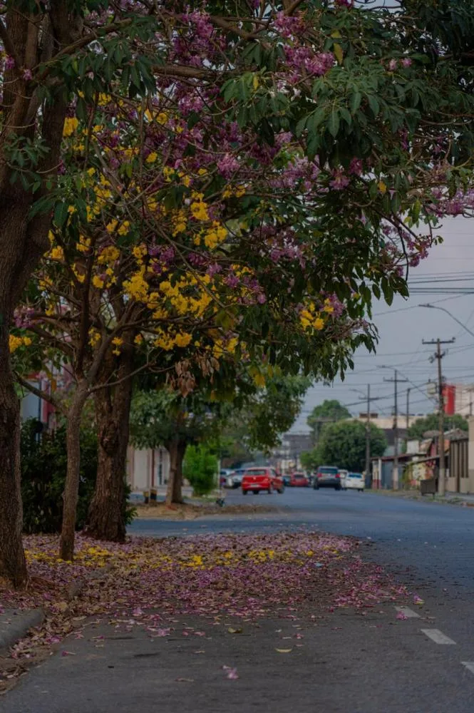 Ipês florescem e embelezam as ruas de Porto Velho