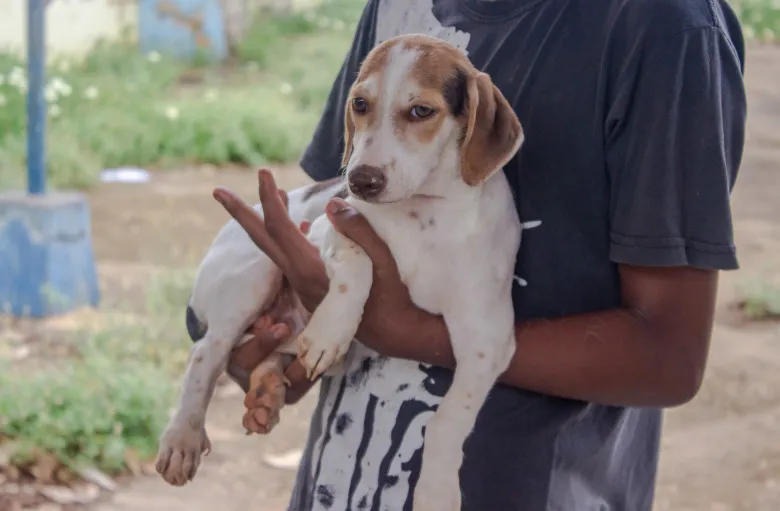 Saiba como funciona o serviço de bem-estar animal em Porto Velho