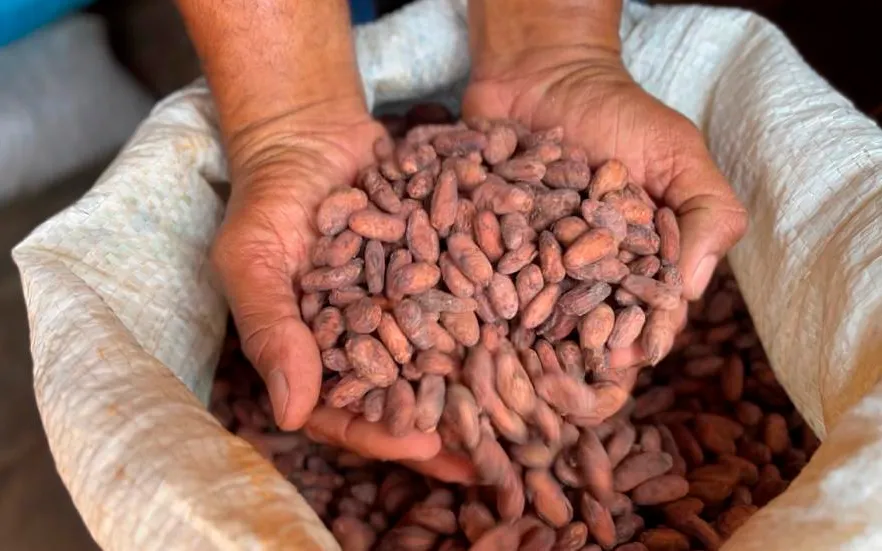 Governo de Rondônia promove Concurso de Qualidade e Sustentabilidade do Cacau nos dias 26 e 27, em Jaru