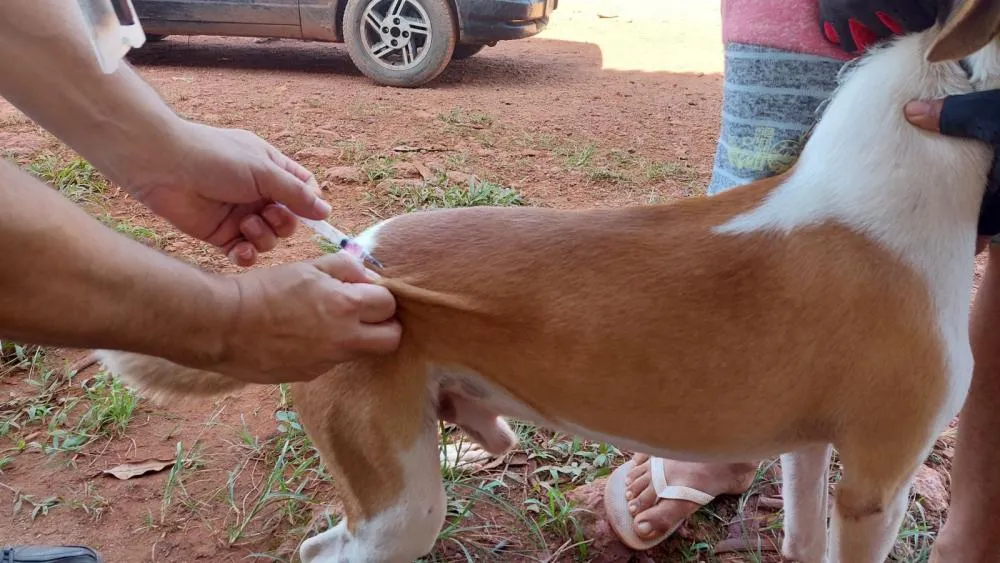 Dia D de Vacinação contra a raiva para cães e gatos acontece neste sábado (28), em Porto Velho