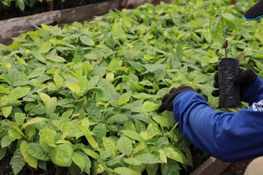 Reeducandos na Fazenda Futuro cultivam 18 mil mudas de cacau e café