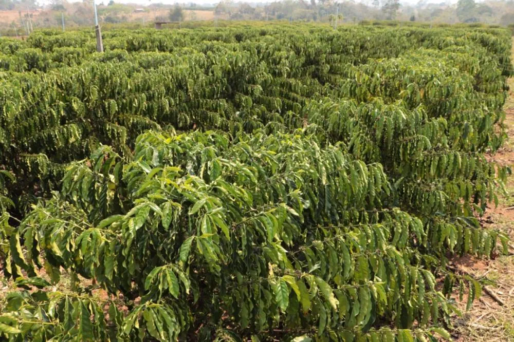 Investimentos em Cacoal fortalecem a produção agrícola e o crescimento econômico da região