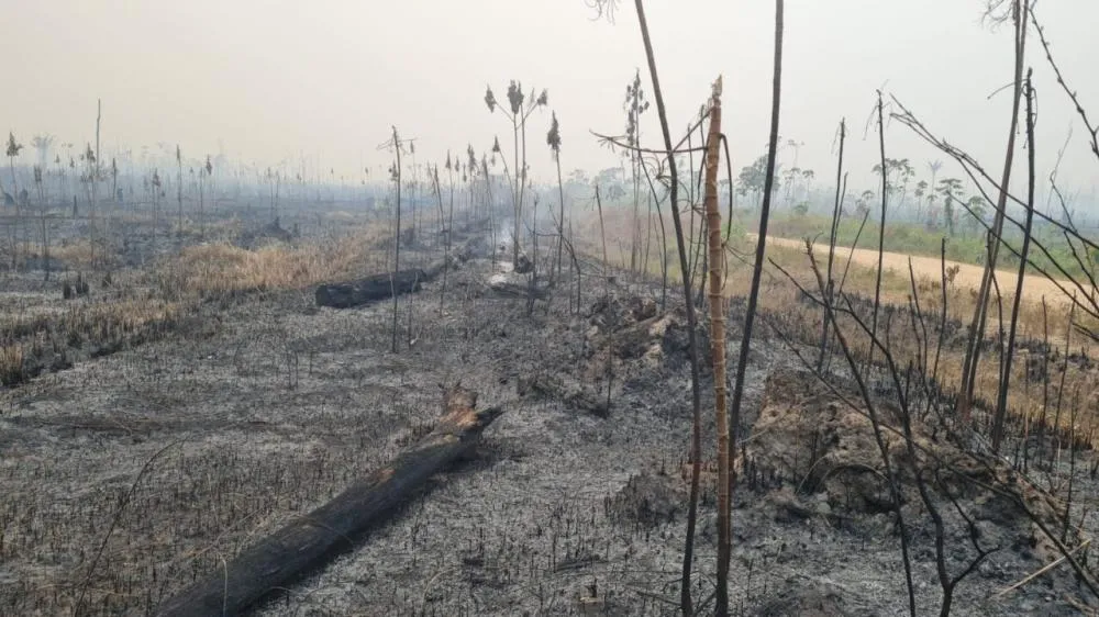 Governo de Rondônia intensifica ações de proteção ao meio ambiente através de perícias em crimes ambientais