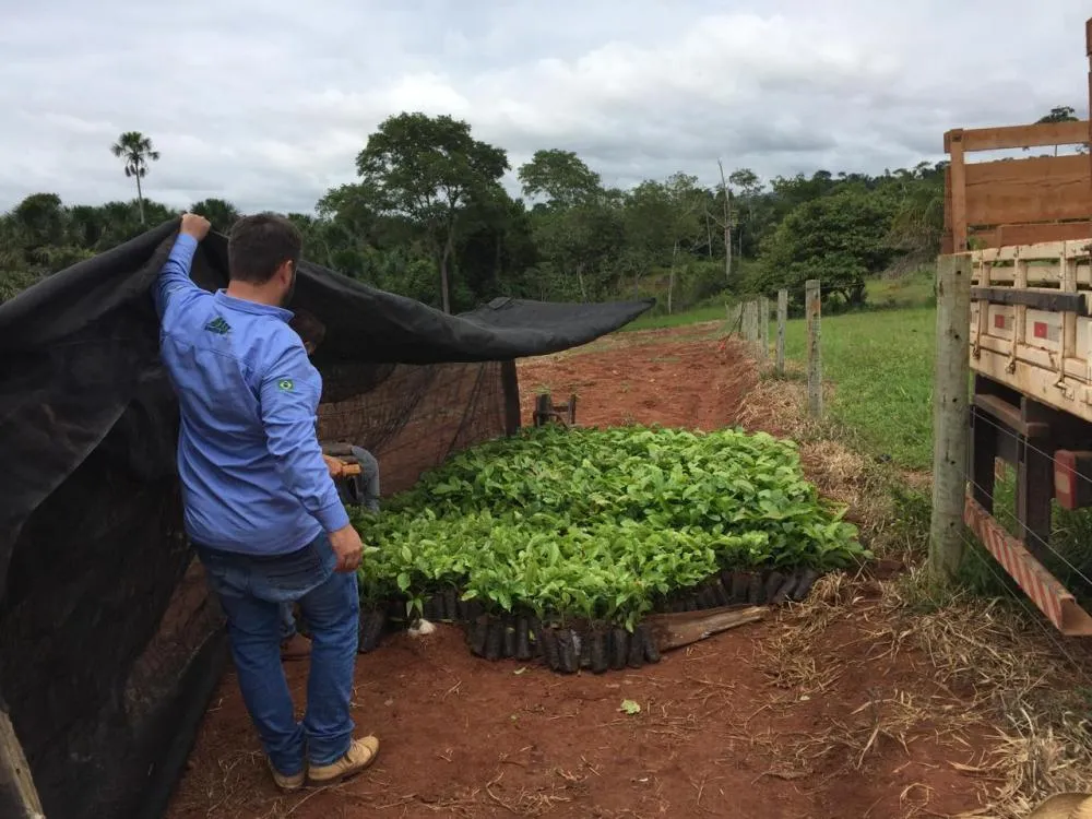 Cone Sul de Rondônia avança na produção agrícola com mudas clonais de café e cacau