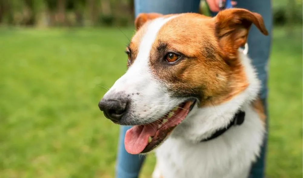 Castração gratuita de animais começa nos próximos dias em Vilhena