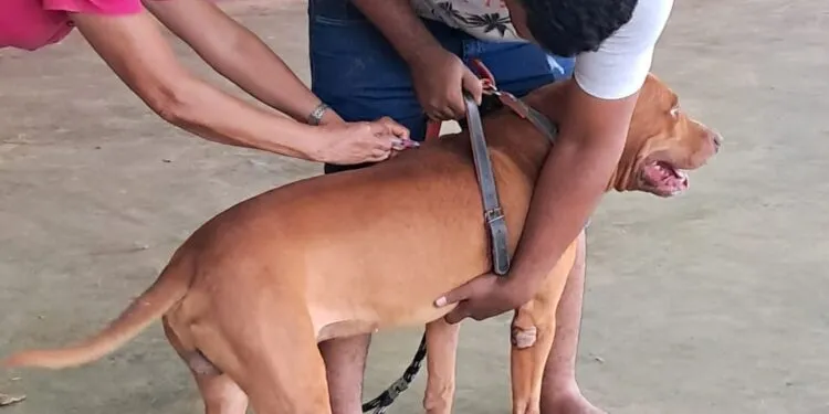 Mais de 3.500 animais foram imunizados contra a raiva no último sábado em Jaru