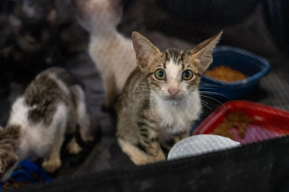 Feiras de adoção de cães e gatos já resultam em mais de 500 animais adotados na gestão Hildon Chaves 
