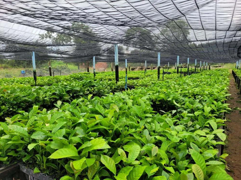 Prefeitura de Jaru realiza o transporte de mais de 5 mil mudas de café clonal para produtores rurais da Linha Nova