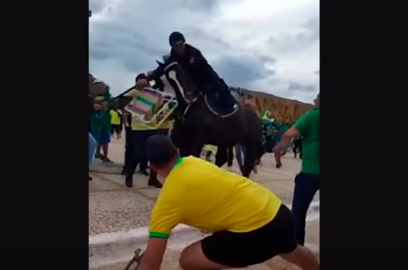 Senado analisa criação da lei de proteção a animais policiais ou militares