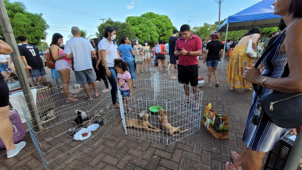 Skate Park será sede da 4ª feira de adoção de cães e gatos no dia 5 de novembro