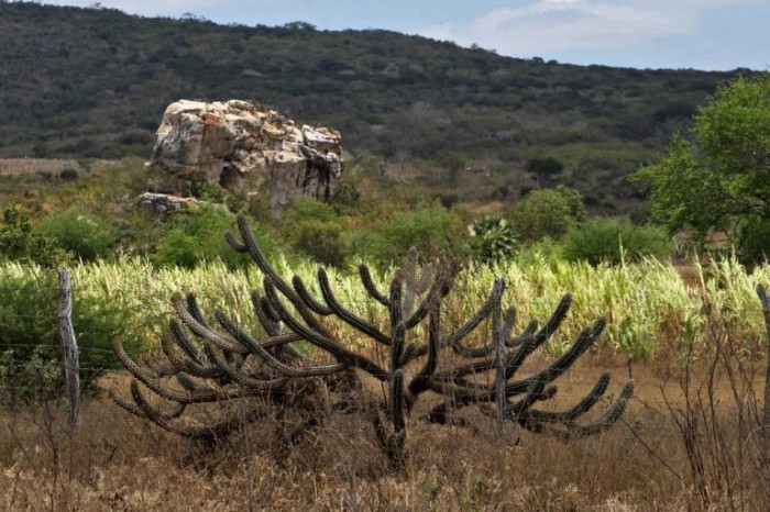 Comissão de Meio Ambiente debate preservação da Caatinga