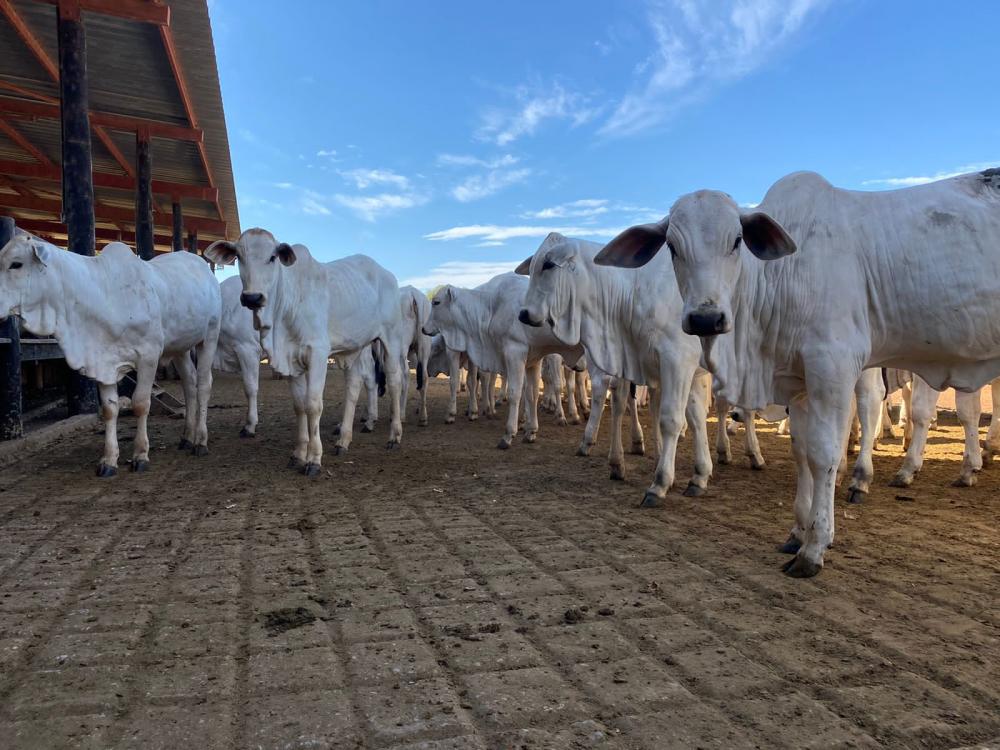 Nutricorp lança produto para melhorar o desempenho reprodutivos de vacas durante o 24º Curso Novos Enfoques